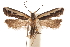  (Dichomeris mimesis - CCDB-31104-B03)  @11 [ ] CreativeCommons - Attribution (2018) CBG Photography Group Centre for Biodiversity Genomics