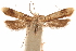  (Dichomeris mistipalpis - CCDB-31104-B05)  @11 [ ] CreativeCommons - Attribution (2018) CBG Photography Group Centre for Biodiversity Genomics