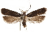  ( - CCDB-31104-B10)  @11 [ ] CreativeCommons - Attribution (2018) CBG Photography Group Centre for Biodiversity Genomics