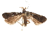  ( - CCDB-31104-B11)  @11 [ ] CreativeCommons - Attribution (2018) CBG Photography Group Centre for Biodiversity Genomics