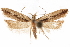  ( - CCDB-31104-C02)  @11 [ ] CreativeCommons - Attribution (2018) CBG Photography Group Centre for Biodiversity Genomics