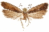  (Dichomeris scrutaria - CCDB-31104-D01)  @11 [ ] CreativeCommons - Attribution (2018) CBG Photography Group Centre for Biodiversity Genomics