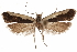  ( - CCDB-31104-D03)  @11 [ ] CreativeCommons - Attribution (2018) CBG Photography Group Centre for Biodiversity Genomics