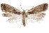  (Dichomeris stipendiaria - CCDB-31104-D09)  @11 [ ] CreativeCommons - Attribution (2018) CBG Photography Group Centre for Biodiversity Genomics