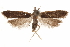  (Dichomeris sylphe - CCDB-31104-D11)  @11 [ ] CreativeCommons - Attribution (2018) CBG Photography Group Centre for Biodiversity Genomics