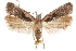  ( - CCDB-31104-E05)  @11 [ ] CreativeCommons - Attribution (2018) CBG Photography Group Centre for Biodiversity Genomics