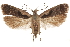  ( - CCDB-31104-E06)  @11 [ ] CreativeCommons - Attribution (2018) CBG Photography Group Centre for Biodiversity Genomics