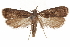  (Dichomeris washingtoniella - CCDB-31104-E07)  @11 [ ] CreativeCommons - Attribution (2018) CBG Photography Group Centre for Biodiversity Genomics