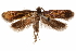  ( - CCDB-31104-G05)  @11 [ ] CreativeCommons - Attribution (2018) CBG Photography Group Centre for Biodiversity Genomics