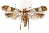 (Zelosyne poecilosoma - CCDB-31104-G10)  @11 [ ] CreativeCommons - Attribution (2018) CBG Photography Group Centre for Biodiversity Genomics