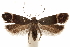  ( - CCDB-31104-H08)  @11 [ ] CreativeCommons - Attribution (2018) CBG Photography Group Centre for Biodiversity Genomics