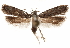  ( - CCDB-31104-H11)  @11 [ ] CreativeCommons - Attribution (2018) CBG Photography Group Centre for Biodiversity Genomics