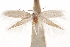  ( - CCDB-31442-B04)  @11 [ ] CreativeCommons - Attribution (2018) CBG Photography Group Centre for Biodiversity Genomics