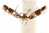  ( - CCDB-31442-B05)  @11 [ ] CreativeCommons - Attribution (2018) CBG Photography Group Centre for Biodiversity Genomics
