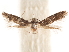  ( - CCDB-31442-B06)  @11 [ ] CreativeCommons - Attribution (2018) CBG Photography Group Centre for Biodiversity Genomics