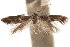  (Elachista morwenella - CCDB-31442-B10)  @11 [ ] CreativeCommons - Attribution (2018) CBG Photography Group Centre for Biodiversity Genomics