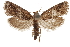  ( - CCDB-31442-D03)  @11 [ ] CreativeCommons - Attribution (2018) CBG Photography Group Centre for Biodiversity Genomics
