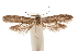  ( - CCDB-31442-E04)  @11 [ ] CreativeCommons - Attribution (2018) CBG Photography Group Centre for Biodiversity Genomics