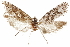 ( - CCDB-31442-E06)  @11 [ ] CreativeCommons - Attribution (2018) CBG Photography Group Centre for Biodiversity Genomics