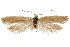  ( - CCDB-31442-F06)  @11 [ ] CreativeCommons - Attribution (2018) CBG Photography Group Centre for Biodiversity Genomics