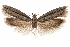  ( - CCDB-31442-G01)  @12 [ ] CreativeCommons - Attribution (2018) CBG Photography Group Centre for Biodiversity Genomics