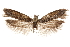  ( - CCDB-31442-G02)  @12 [ ] CreativeCommons - Attribution (2018) CBG Photography Group Centre for Biodiversity Genomics