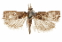 (Microcramboides - CCDB-31442-H03)  @11 [ ] CreativeCommons - Attribution (2018) CBG Photography Group Centre for Biodiversity Genomics