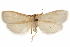  ( - CCDB-31442-H11)  @11 [ ] CreativeCommons - Attribution (2018) CBG Photography Group Centre for Biodiversity Genomics