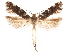  ( - CCDB-31542-B02)  @11 [ ] CreativeCommons - Attribution (2018) CBG Photography Group Centre for Biodiversity Genomics