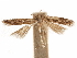  (Aristotelia calens - CCDB-31542-B06)  @11 [ ] CreativeCommons - Attribution (2018) CBG Photography Group Centre for Biodiversity Genomics