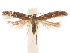  (Aristotelia eldorada - CCDB-31542-B10)  @11 [ ] CreativeCommons - Attribution (2018) CBG Photography Group Centre for Biodiversity Genomics