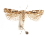  ( - CCDB-31542-C01)  @11 [ ] CreativeCommons - Attribution (2018) CBG Photography Group Centre for Biodiversity Genomics