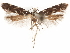  ( - CCDB-31542-C04)  @11 [ ] CreativeCommons - Attribution (2018) CBG Photography Group Centre for Biodiversity Genomics