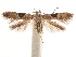  ( - CCDB-31542-C10)  @11 [ ] CreativeCommons - Attribution (2018) CBG Photography Group Centre for Biodiversity Genomics