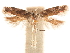  (Aristotelia lespedezae - CCDB-31542-D03)  @11 [ ] CreativeCommons - Attribution (2018) CBG Photography Group Centre for Biodiversity Genomics