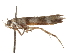  (Aristotelia lindanella - CCDB-31542-D06)  @11 [ ] CreativeCommons - Attribution (2018) CBG Photography Group Centre for Biodiversity Genomics