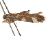  (Aristotelia monilella - CCDB-31542-D07)  @11 [ ] CreativeCommons - Attribution (2018) CBG Photography Group Centre for Biodiversity Genomics
