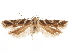  (Aristotelia psoraleae - CCDB-31542-D11)  @11 [ ] CreativeCommons - Attribution (2018) CBG Photography Group Centre for Biodiversity Genomics