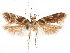  ( - CCDB-31542-D12)  @11 [ ] CreativeCommons - Attribution (2018) CBG Photography Group Centre for Biodiversity Genomics