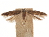  (Aristotelia pullusella - CCDB-31542-E01)  @11 [ ] CreativeCommons - Attribution (2018) CBG Photography Group Centre for Biodiversity Genomics