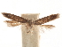  ( - CCDB-31542-E02)  @11 [ ] CreativeCommons - Attribution (2018) CBG Photography Group Centre for Biodiversity Genomics