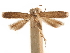 (Aristotelia robusta - CCDB-31542-E07)  @11 [ ] CreativeCommons - Attribution (2018) CBG Photography Group Centre for Biodiversity Genomics