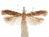  ( - CCDB-31542-E12)  @11 [ ] CreativeCommons - Attribution (2018) CBG Photography Group Centre for Biodiversity Genomics