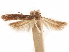  ( - CCDB-31542-F01)  @11 [ ] CreativeCommons - Attribution (2018) CBG Photography Group Centre for Biodiversity Genomics
