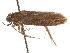  ( - CCDB-31542-F04)  @11 [ ] CreativeCommons - Attribution (2018) CBG Photography Group Centre for Biodiversity Genomics