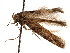  (Aristotelia vagabundella - CCDB-31542-F05)  @11 [ ] CreativeCommons - Attribution (2018) CBG Photography Group Centre for Biodiversity Genomics