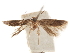  ( - CCDB-31542-G01)  @11 [ ] CreativeCommons - Attribution (2018) CBG Photography Group Centre for Biodiversity Genomics