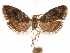  ( - CCDB-31542-H03)  @11 [ ] CreativeCommons - Attribution (2018) CBG Photography Group Centre for Biodiversity Genomics