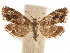  ( - CCDB-31542-H04)  @14 [ ] CreativeCommons - Attribution (2018) CBG Photography Group Centre for Biodiversity Genomics