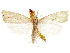  ( - CCDB-31542-H05)  @11 [ ] CreativeCommons - Attribution (2018) CBG Photography Group Centre for Biodiversity Genomics